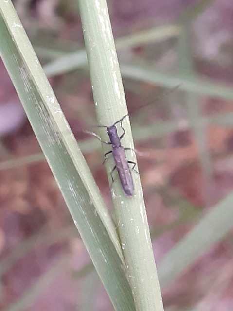 Theophilea subcylindricollis - hengeres szalmacincér