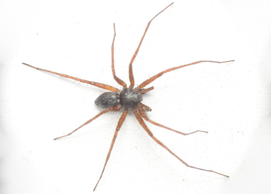 Philodromus dispar - lomb karolópók