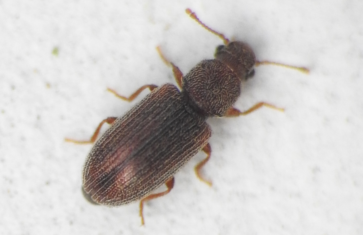 Berginus tamarisci - hengeres gombabogár