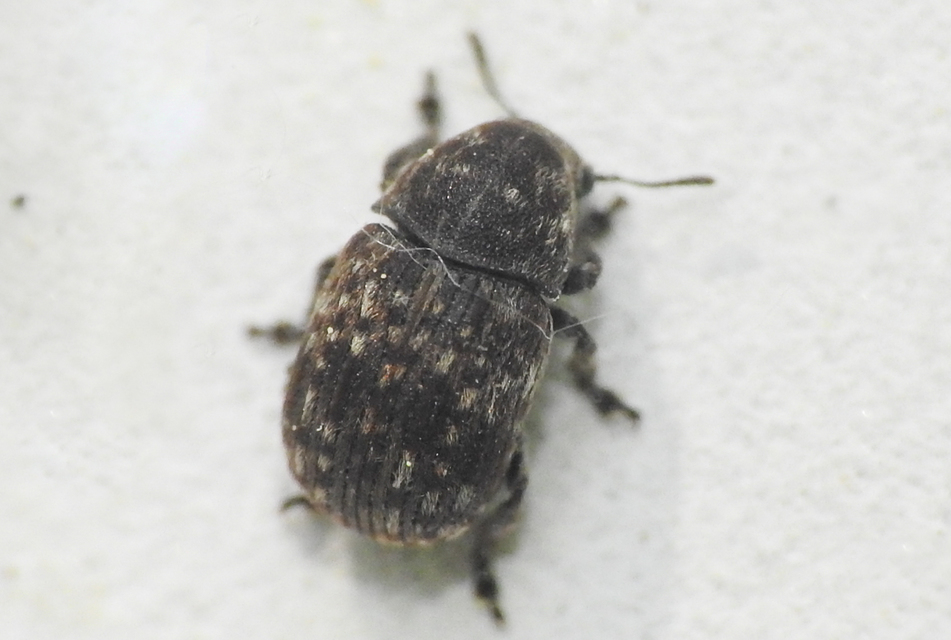 Anthribus nebulosus - ködfoltos pajzstetvész-orrosbogár
