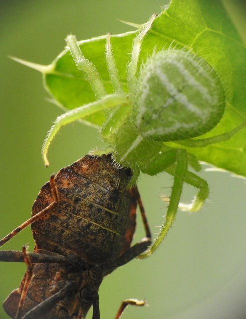 Heriaeus graminicola/hirtus