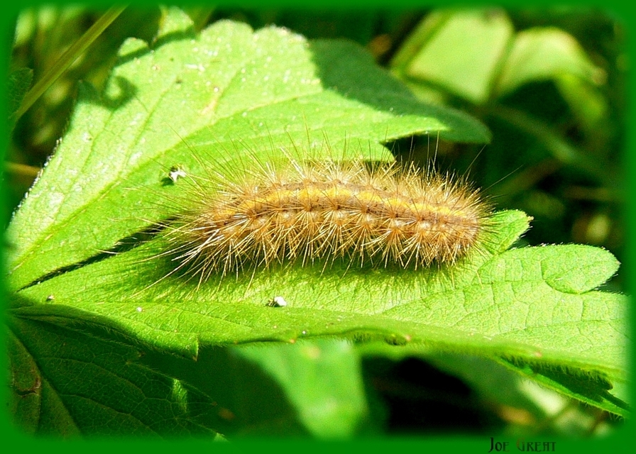 Phragmatobia fuliginosa - füstös medvelepke