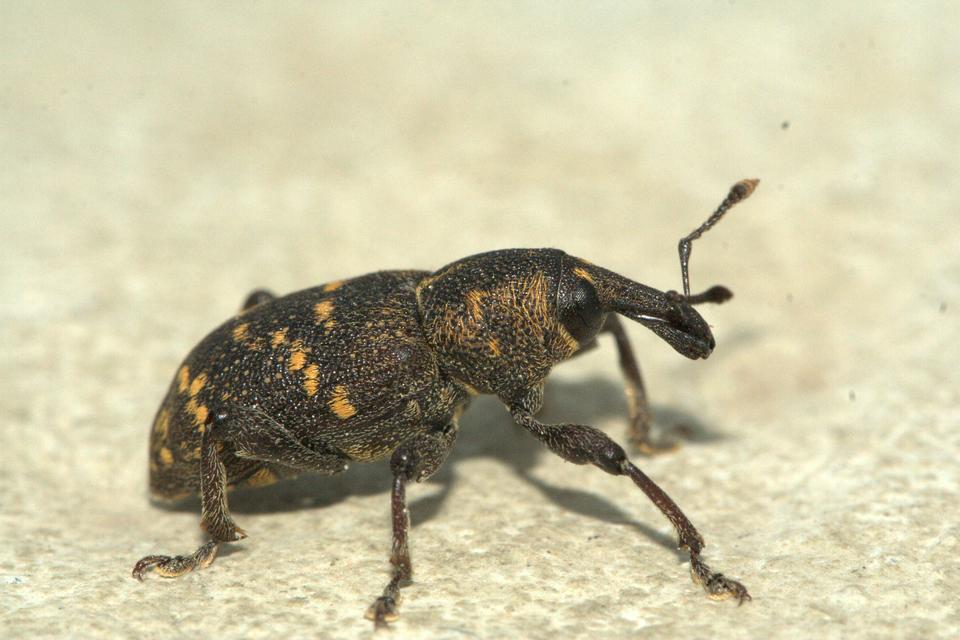 Hylobius abietis - nagy fenyvesormányos