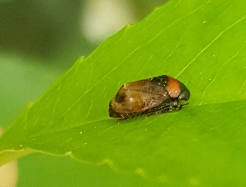 Penthimia nigra - fekete kabóca