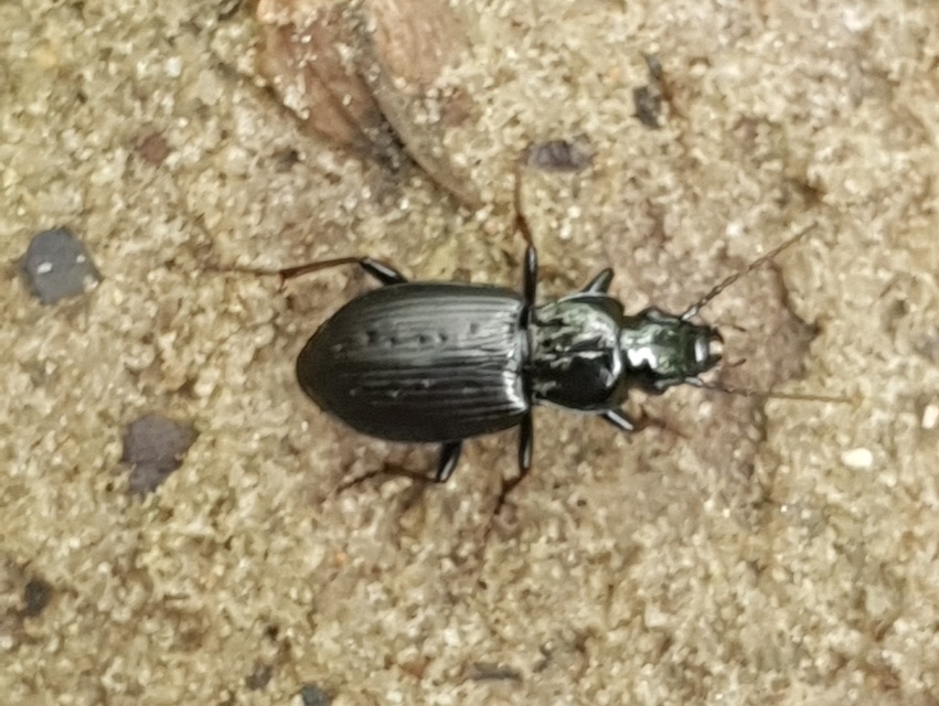 Pterostichus oblongopunctatus - gödörkés gyászfutó