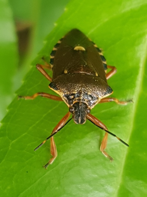 Pinthaeus sanguinipes Pinthaeus sanguinipes