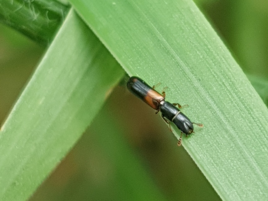Nemozoma elongatum - karcsú korongbogár