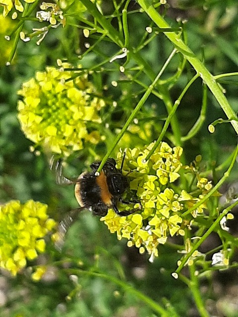 Bombus terrestris/lucorum