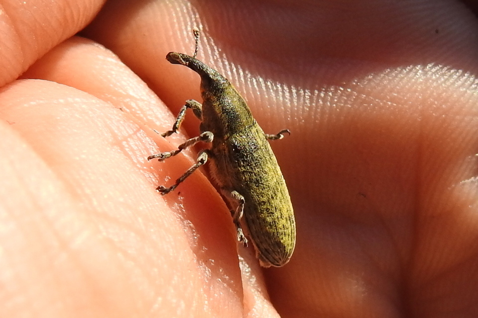 Lixus cardui - bogáncsfúró dudvabarkó