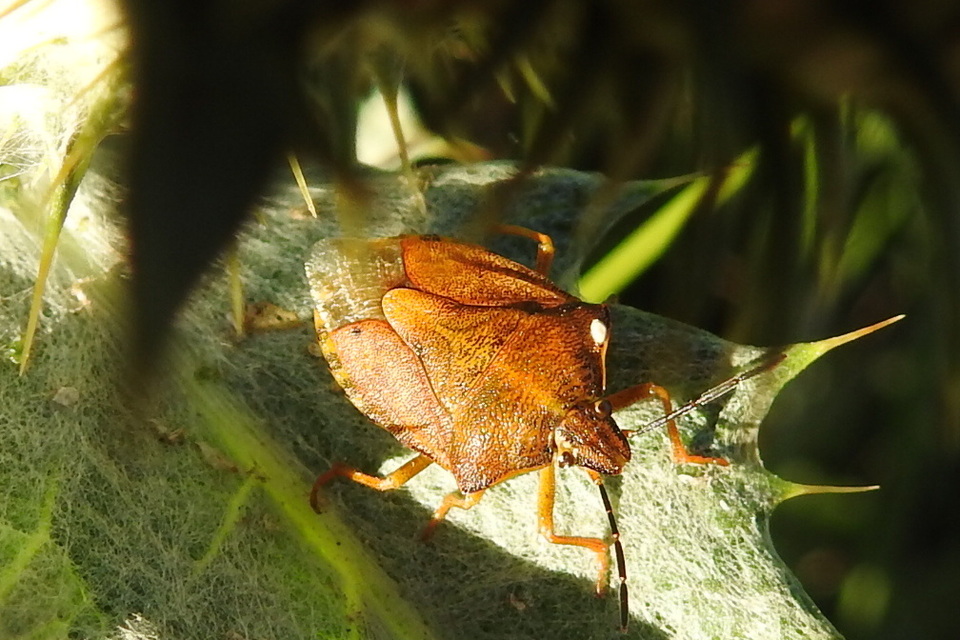Carpocoris