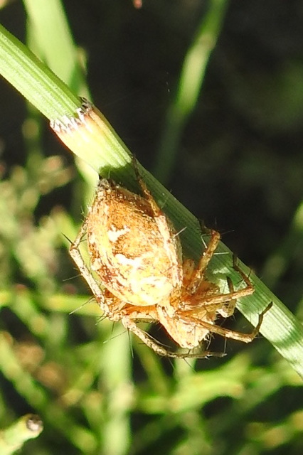 Oxyopes heterophthalmus - homoki hiúzpók