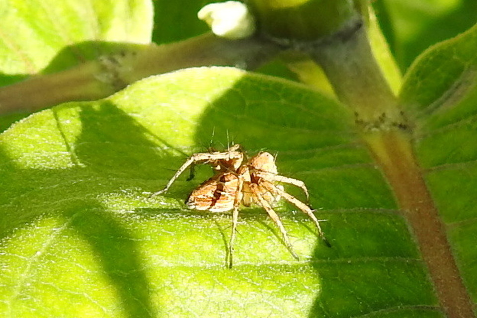 Oxyopes heterophthalmus - homoki hiúzpók