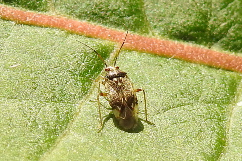 Lygus rugulipennis - molyhos mezeipoloska