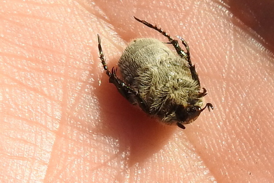 Chaetopteroplia segetum - rozsszipoly