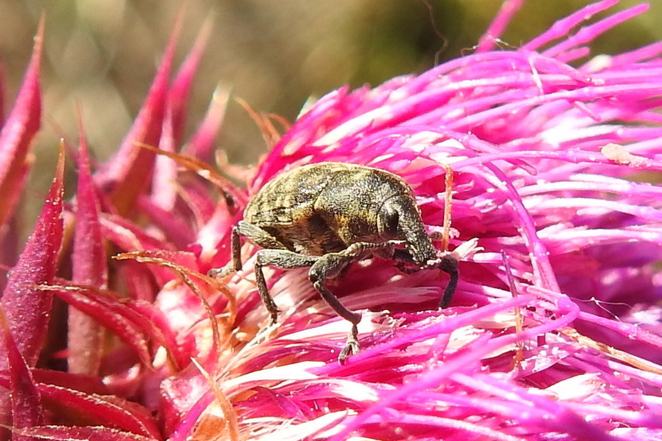 Larinus turbinatus - kúposorrú púderbarkó