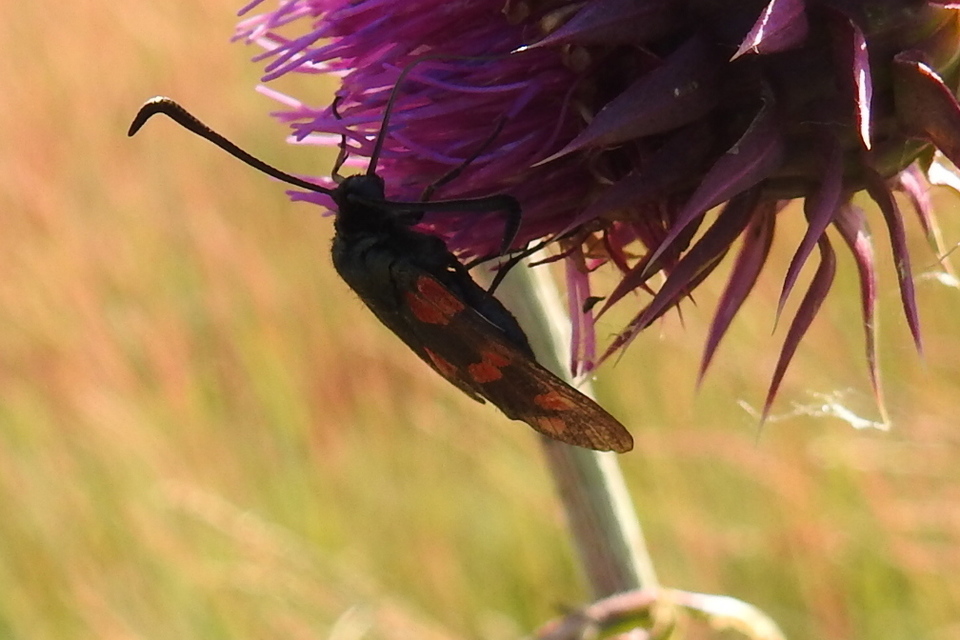 Zygaena filipendulae - acélszínű csüngőlepke