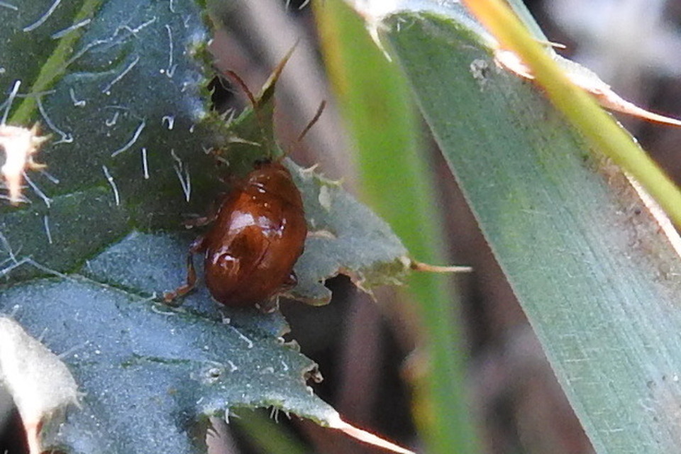 Sphaeroderma testaceum - tojásdad bogáncs-földibolha