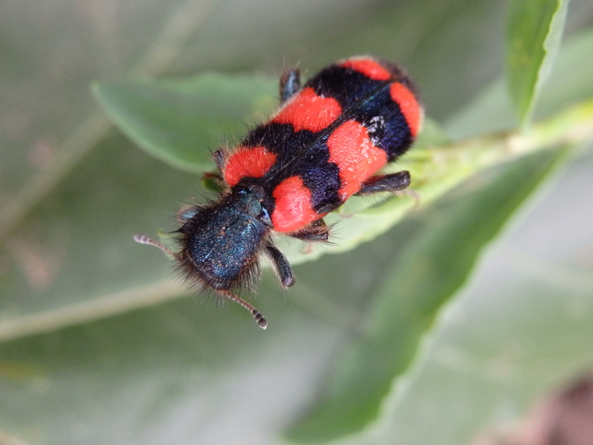 Trichodes favarius - hatfoltos méhészbogár