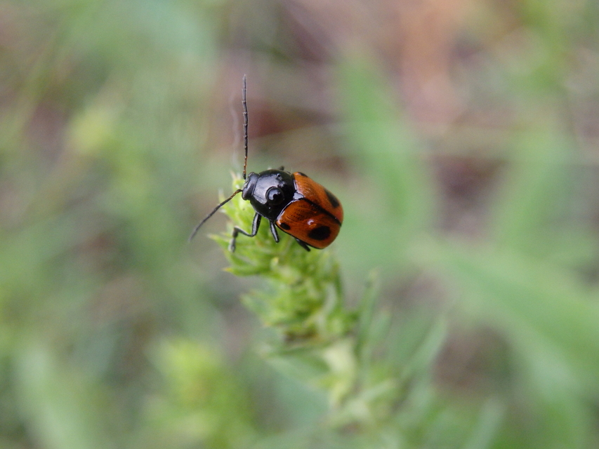 Cryptocephalus bipunctatus - kétpettyes zömökbogár