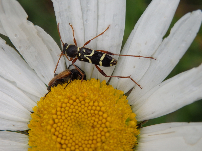 Clytus arietis - közönséges darázscincér