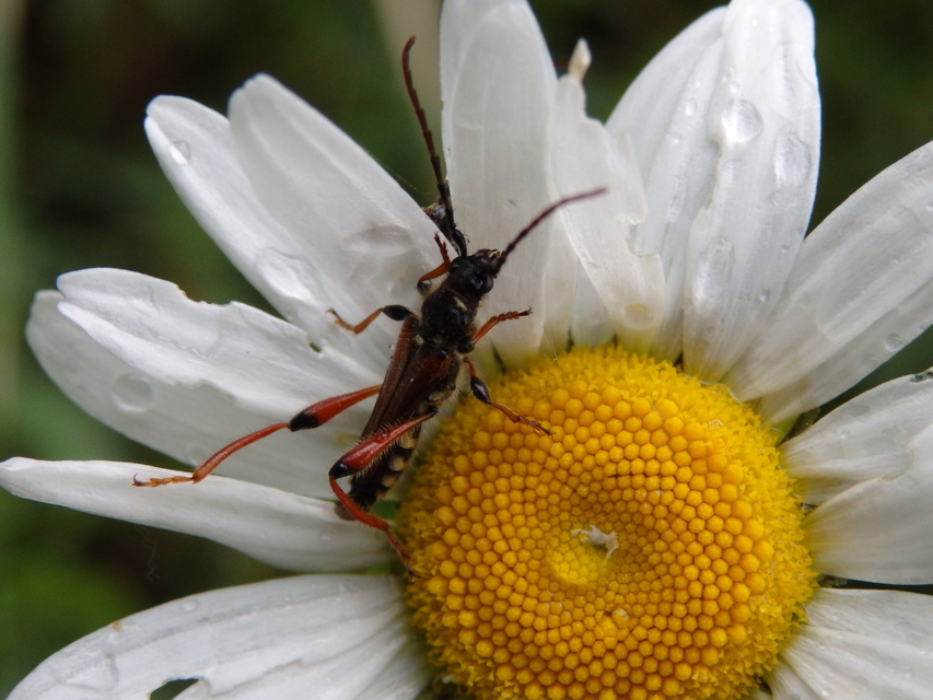 Stenopterus rufus - tarkacsápú keskenyfedőscincér