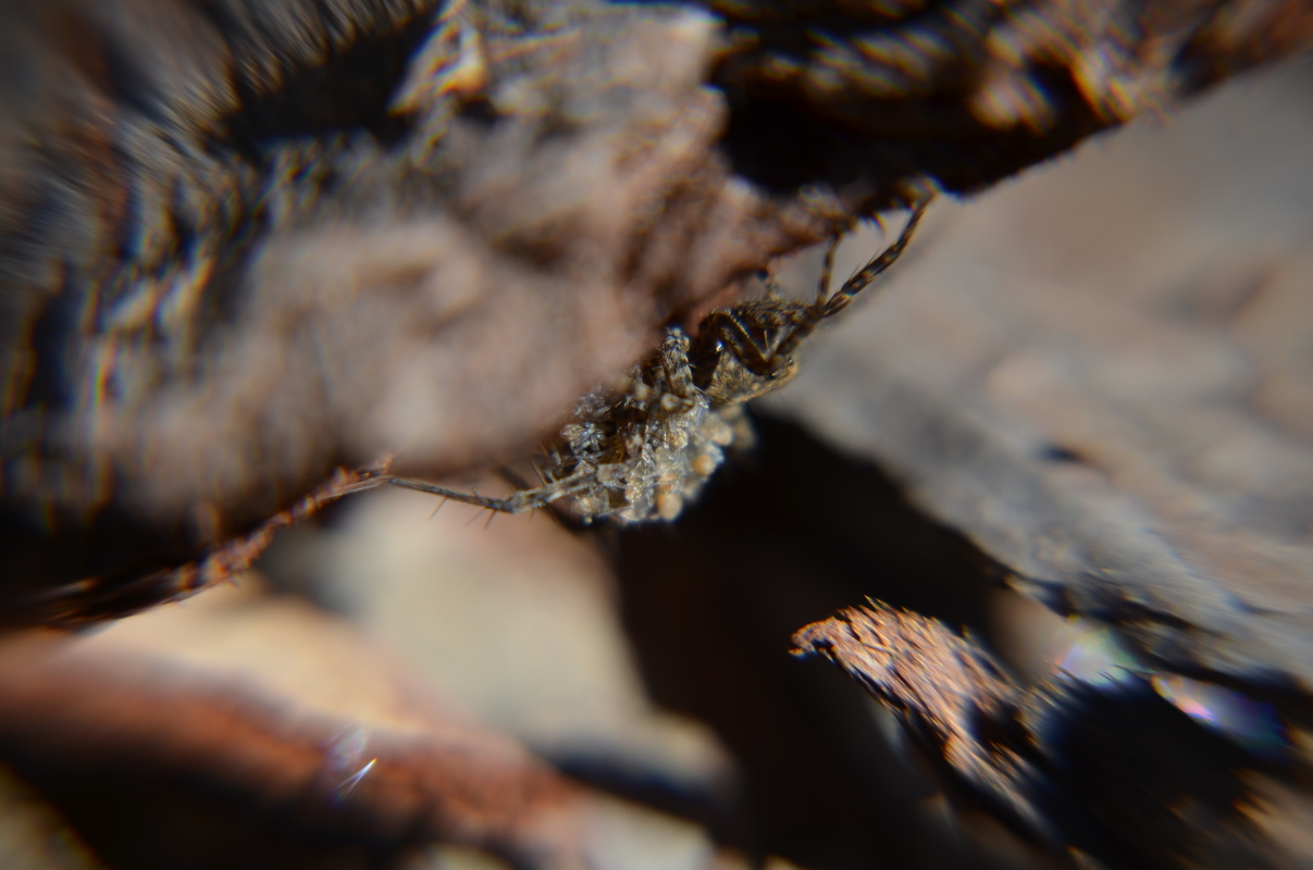 Pardosa