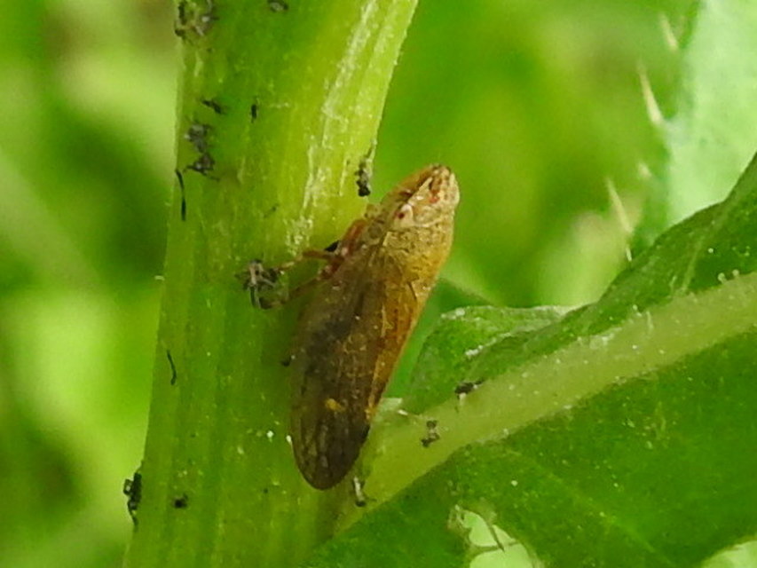 Aphrophora salicina