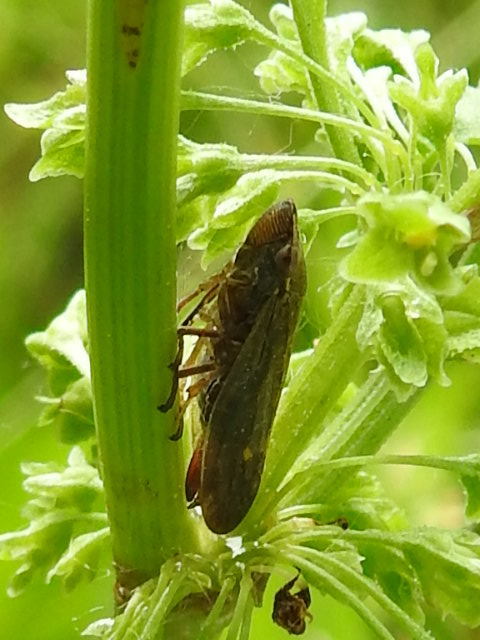 Aphrophora salicina