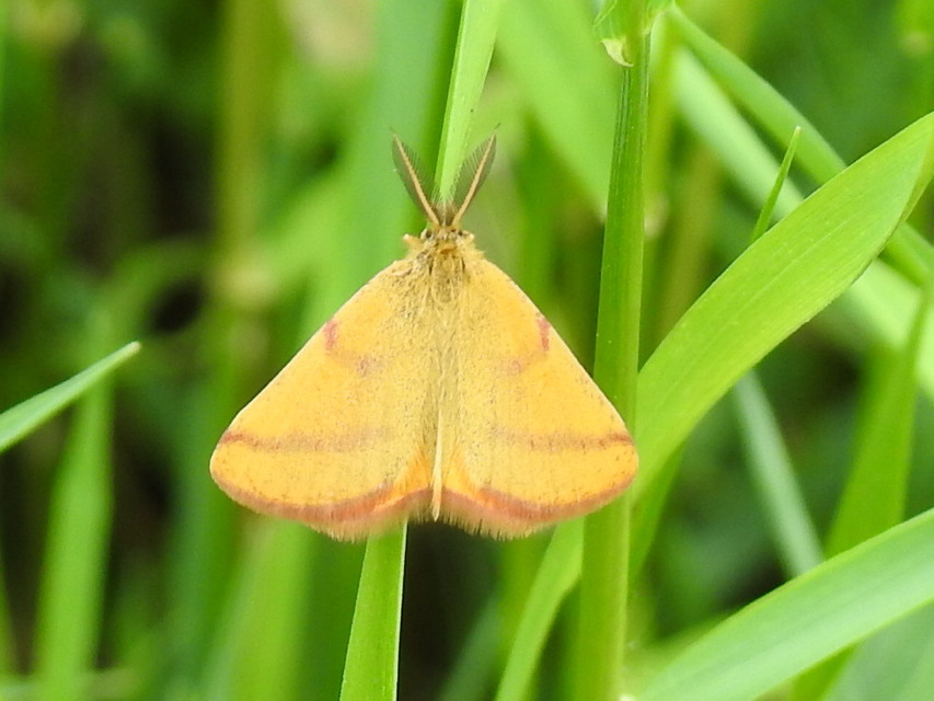 Lythria purpuraria - bíborsávos araszoló