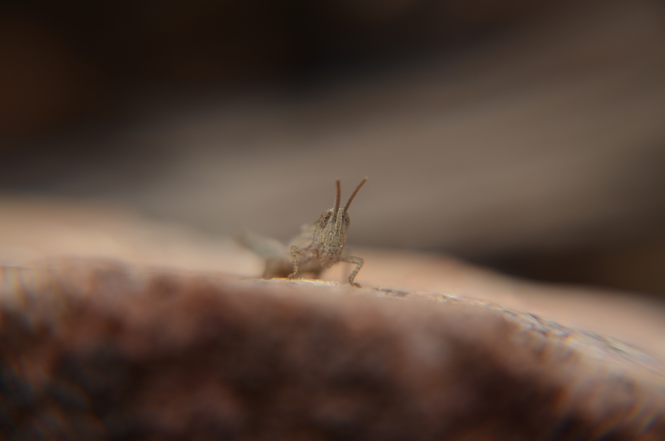 Chorthippus (Glyptobothrus) (subgenus)