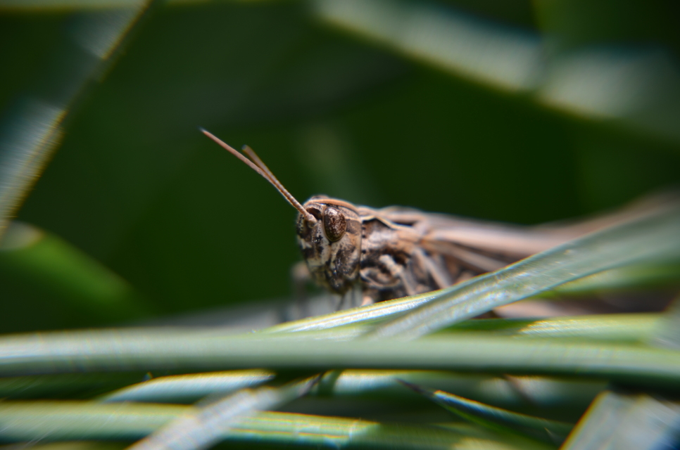 Chorthippus (Glyptobothrus) (subgenus)