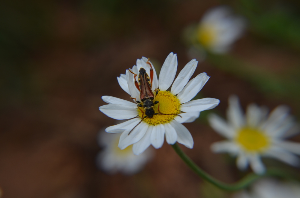 Stenopterus rufus - tarkacsápú keskenyfedőscincér