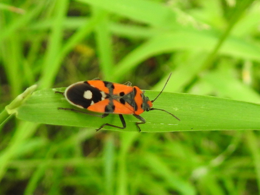 Lygaeus equestris/simulans