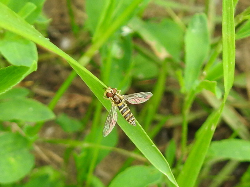 Sphaerophoria
