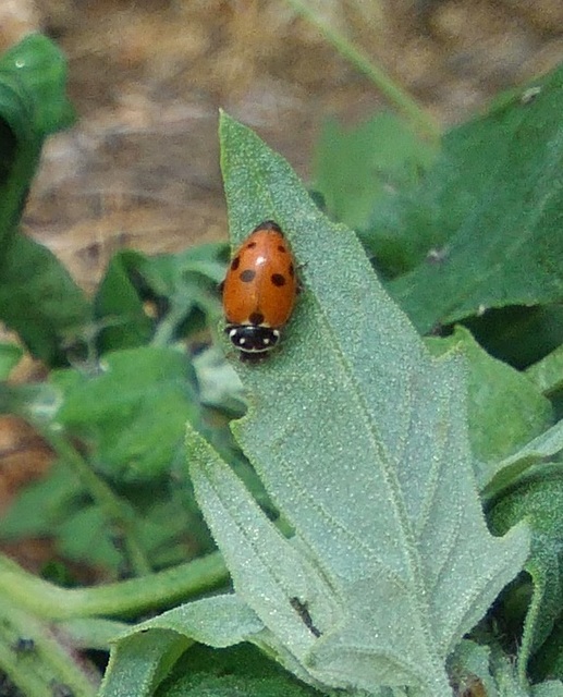 Hippodamia variegata - tizenhárompettyes katica
