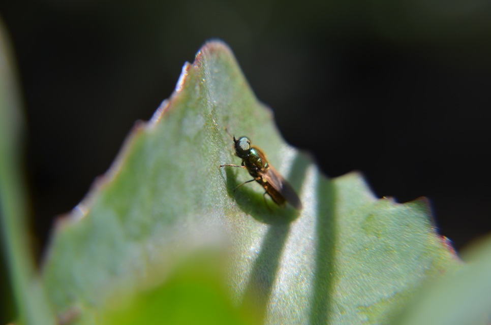 Chloromyia formosa - közönséges fémeslégy