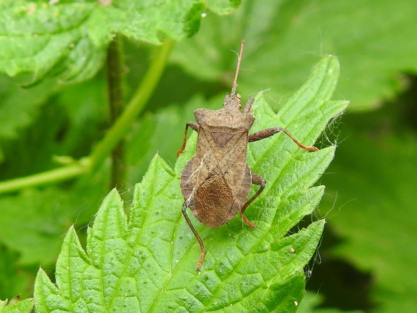 Coreus marginatus - közönséges karimáspoloska