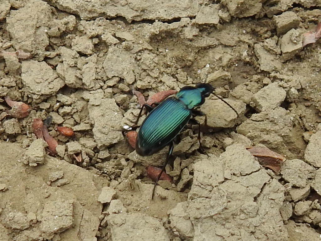 Poecilus striatopunctatus - parti gyászfutó