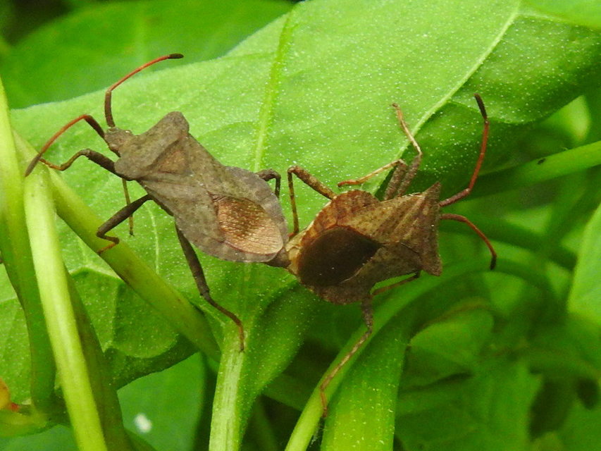 Coreus marginatus - közönséges karimáspoloska