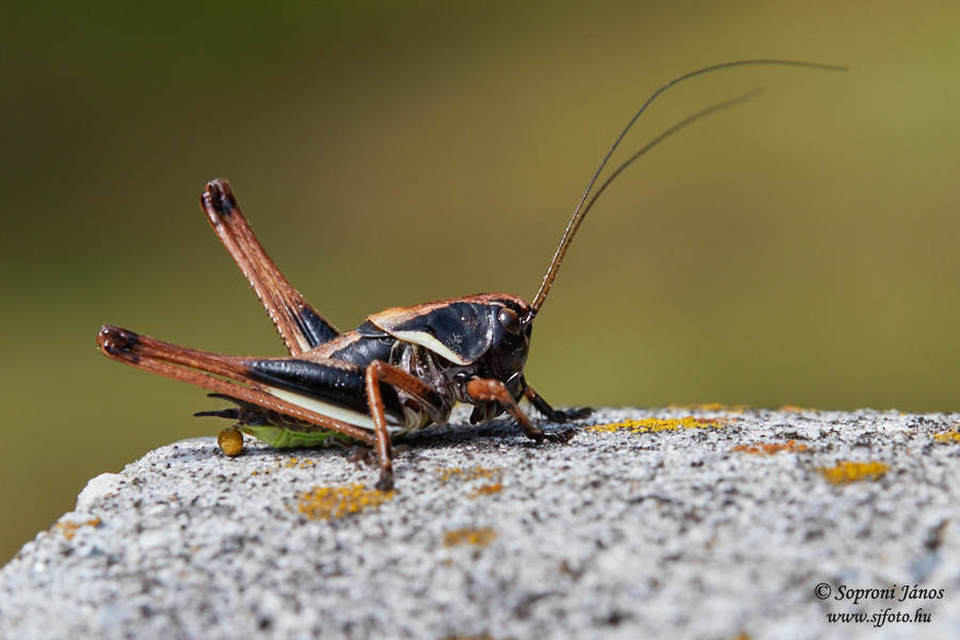 Pholidoptera aptera - nagy avarszöcske