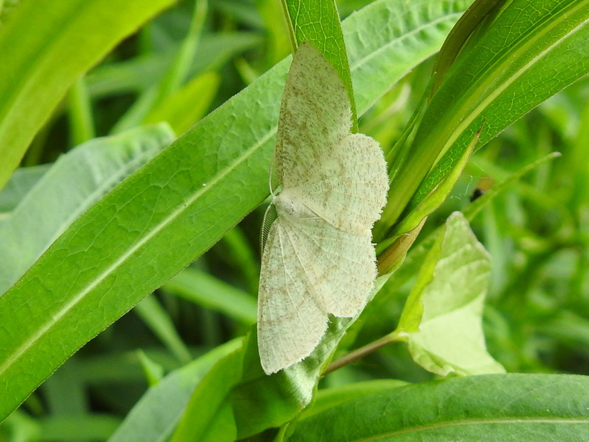 Cabera exanthemata - pettyes égeraraszoló