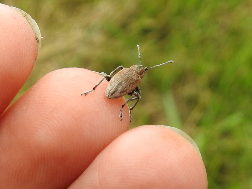 Tanymecus palliatus - közönséges hegyesfarúbarkó