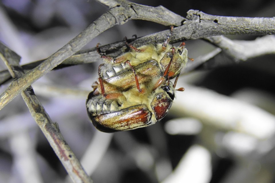 Anoxia matutinalis matutinalis