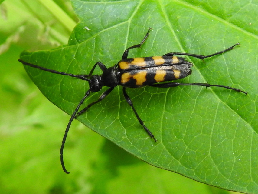 Leptura quadrifasciata - feketeszőrű szalagoscincér