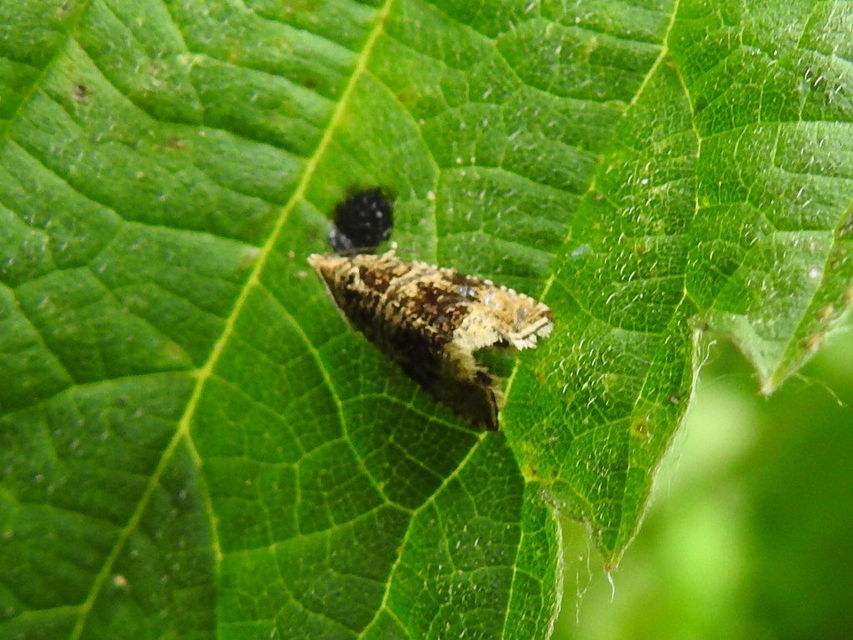 Celypha lacunana - vízparti tükrösmoly