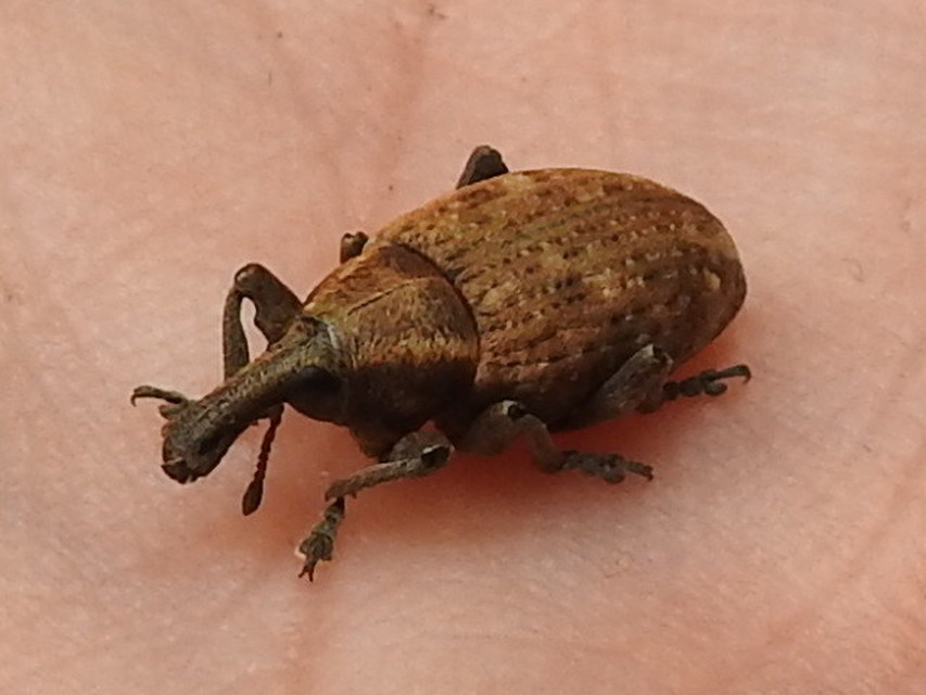 Lepyrus capucinus - pettyes fűzormányos