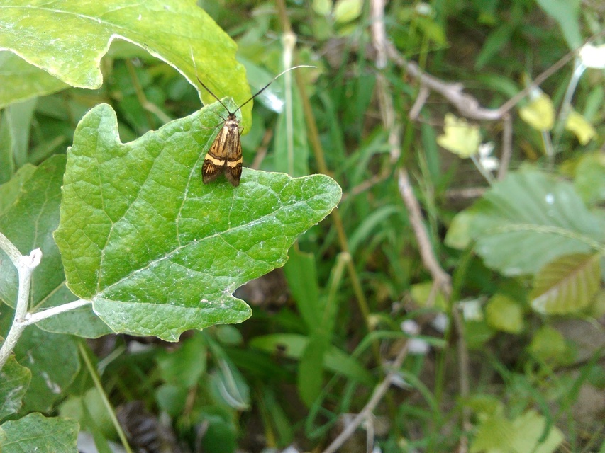 Nemophora degeerella - pompás tőrösmoly