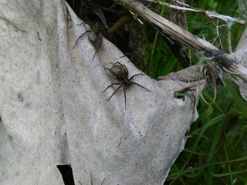 Pardosa amentata - parti farkaspók