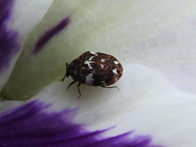Anthrenus angustefasciatus