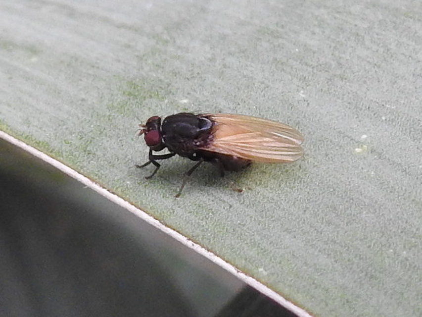Minettia longipennis